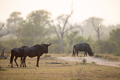 Self-Drive Safaris into Kruger Park from Marloth