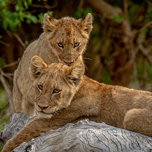 Unlocking The Romance