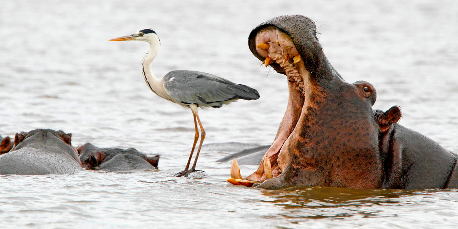 Hippo in the Kruger National Park getting a snack