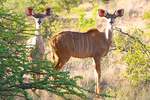 Crocodiles at Marloth Park