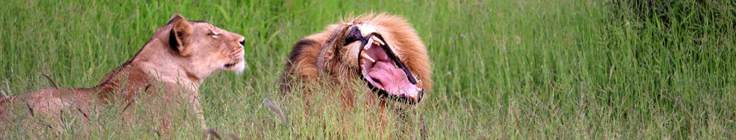 Lions of the Kruger Park as seem on the Game Drives offered by Ungava Retreat in Marloth Park